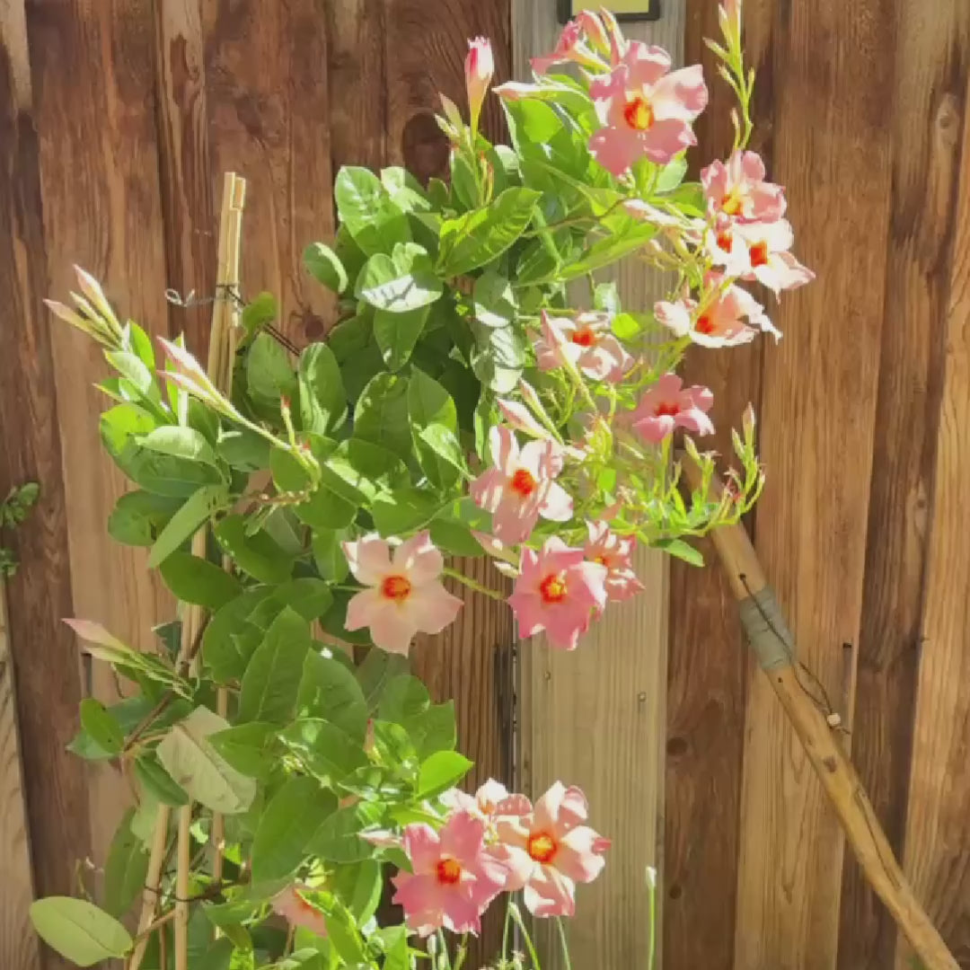 Giant Peach Sunrise Mandevilla  【Sun Parasol®】