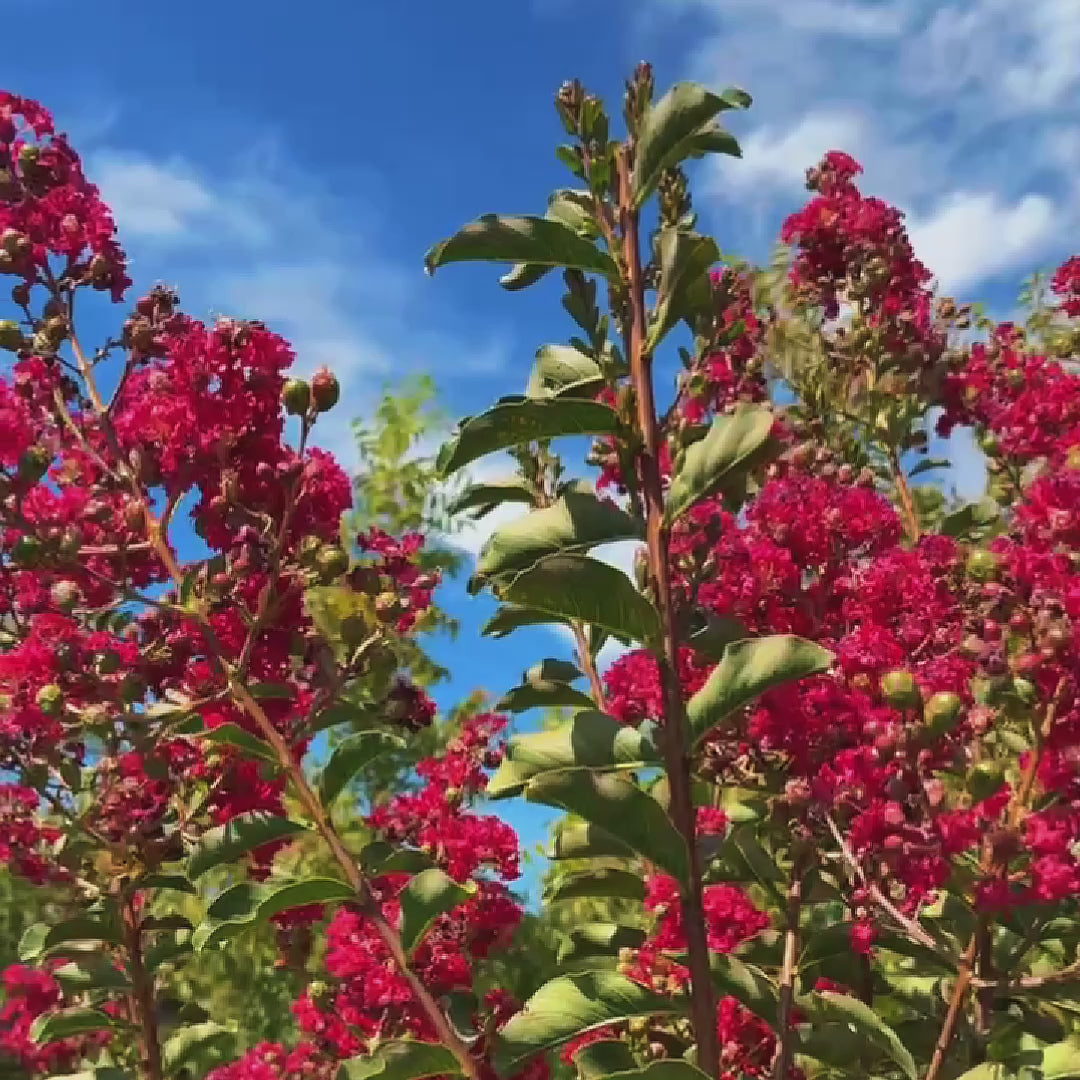 Tuscarora Crape Myrtle