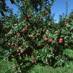 Red Discilod Apple