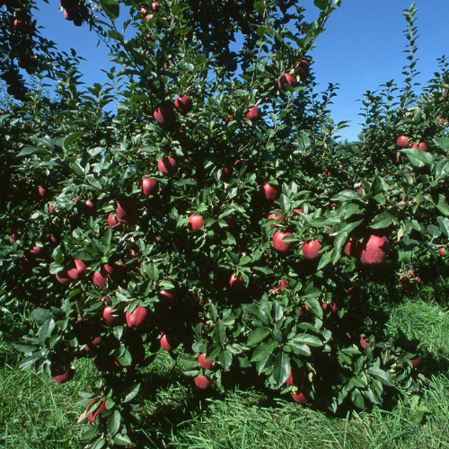 Apple Tree-Snake·Red Delicious Apple