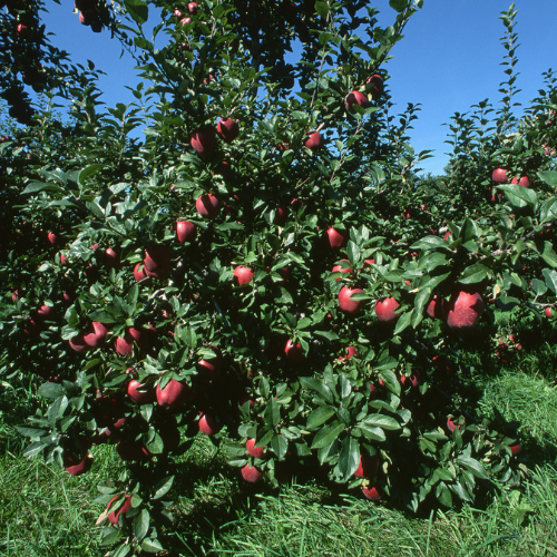 Red Discilod Apple