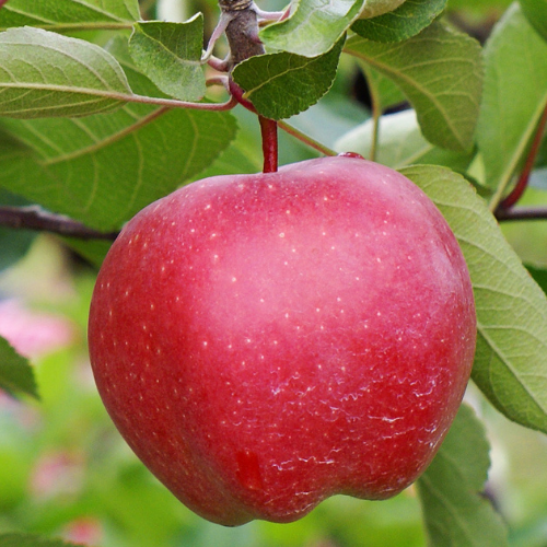 Red Discilod Apple