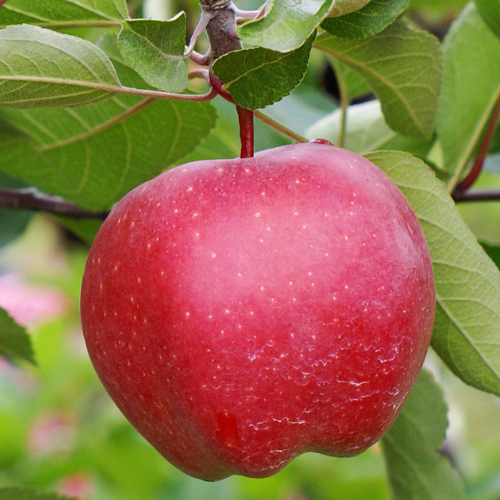 Apple Tree-Snake·Red Delicious Apple