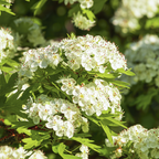 Red Sun Chinese Hawthorn