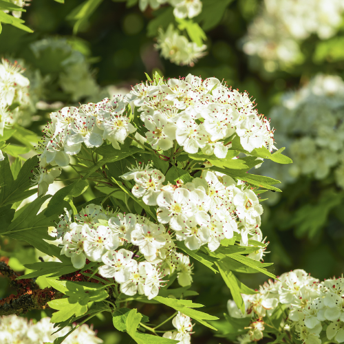 Hawthorn Tree - Big Cotton Ball Hawthorn