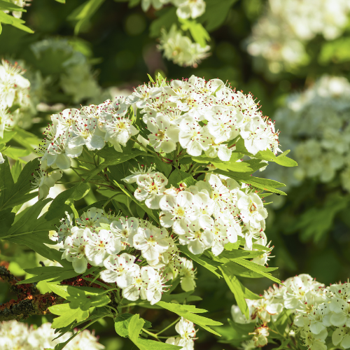 Red Sun Chinese Hawthorn