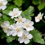 Ren Azarole Hawthorn