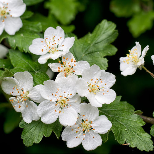Ren Azarole Hawthorn