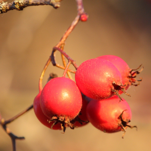 Ren Azarole Hawthorn