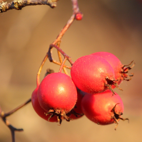 Hawthorn Tree - Red Hawthorn