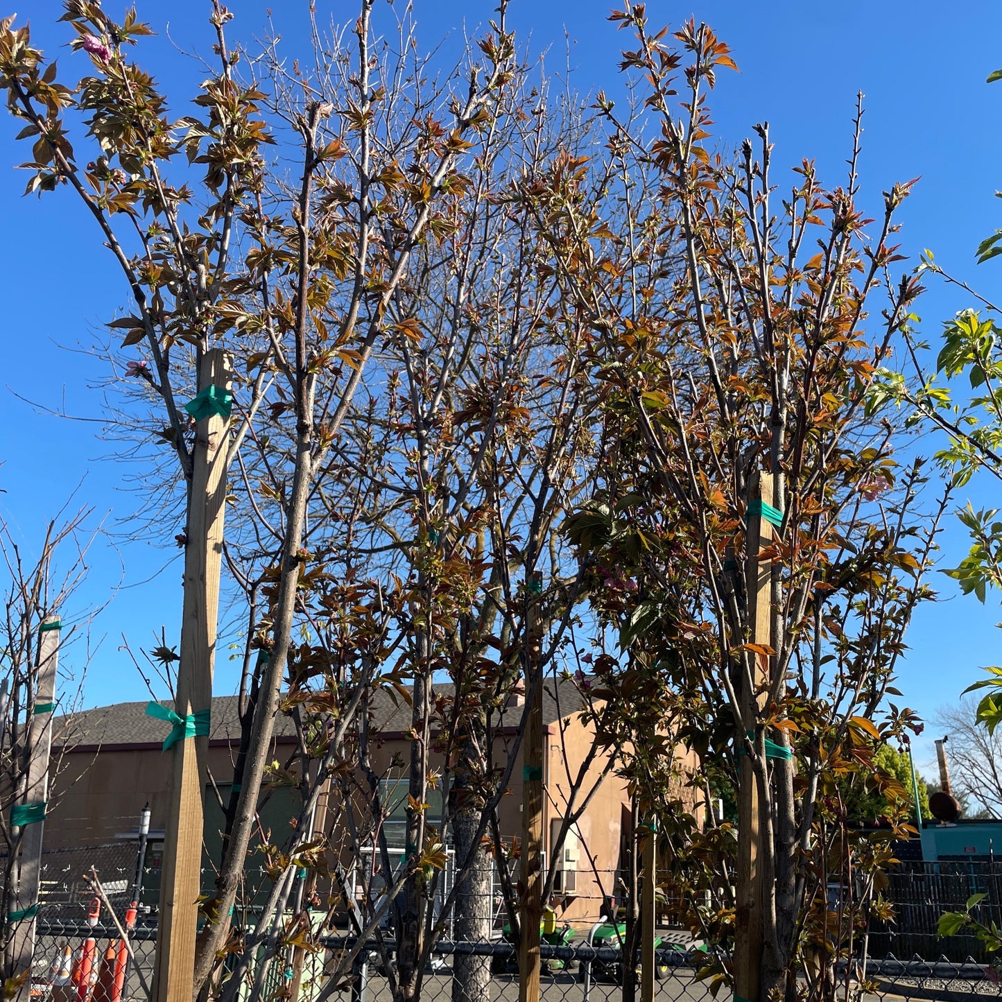 Cherry Blossom Trees - Guanshan Cherry Blossom