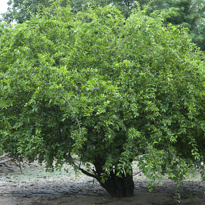 Cherry Tree - Suriname Chokecherry