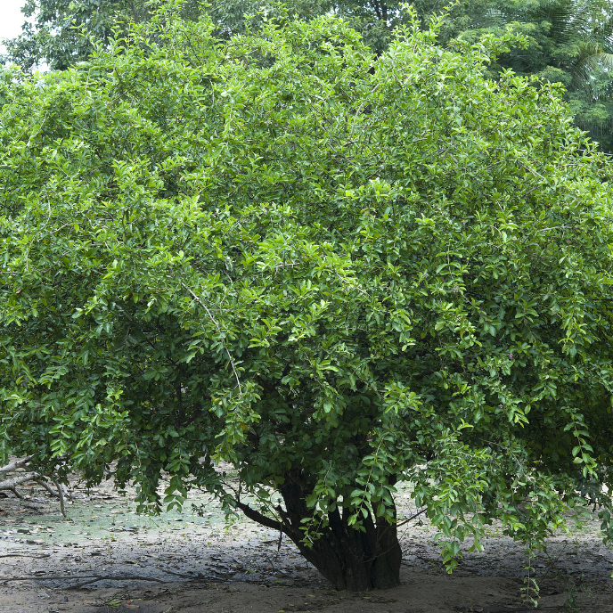 Chamba Surinman Cherry