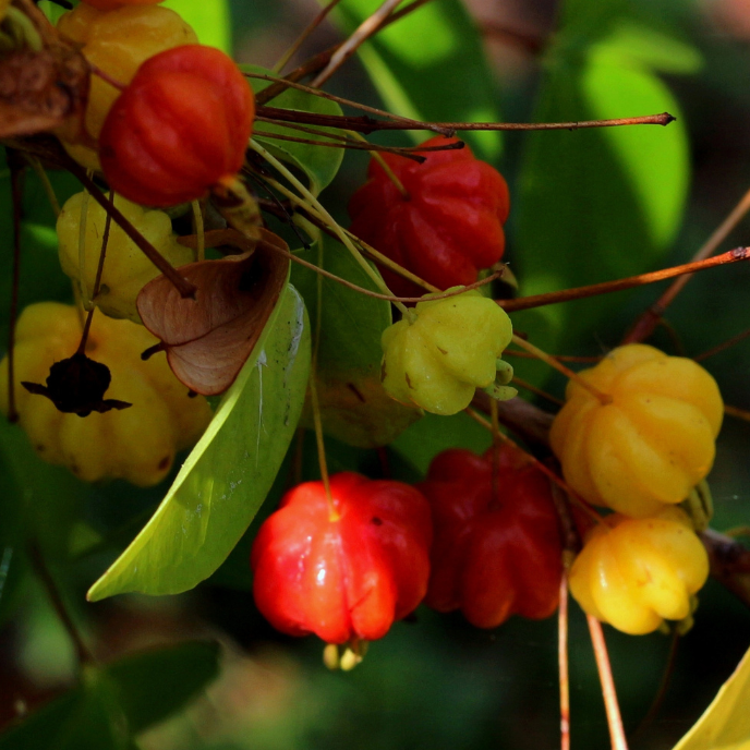 Cherry Tree - Suriname Chokecherry