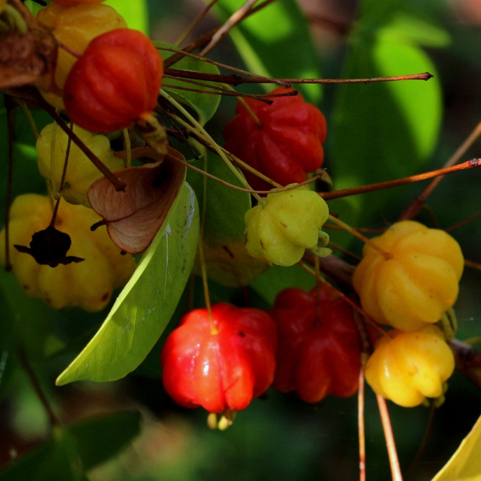 Chamba Surinman Cherry