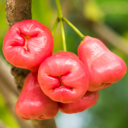 Black Peral Wax Apple