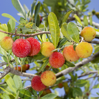 Red Bayberry