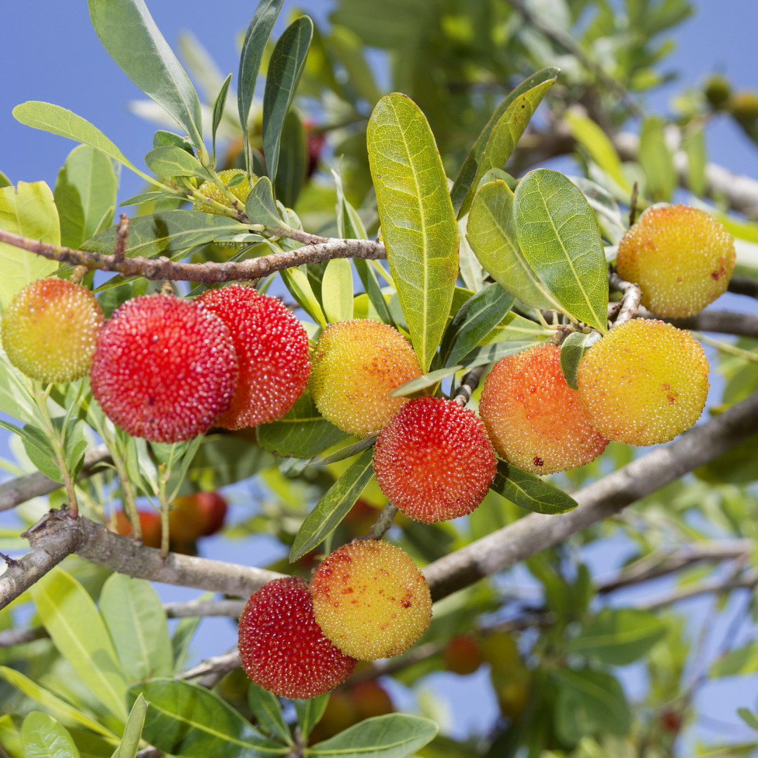 Bayberry Tree