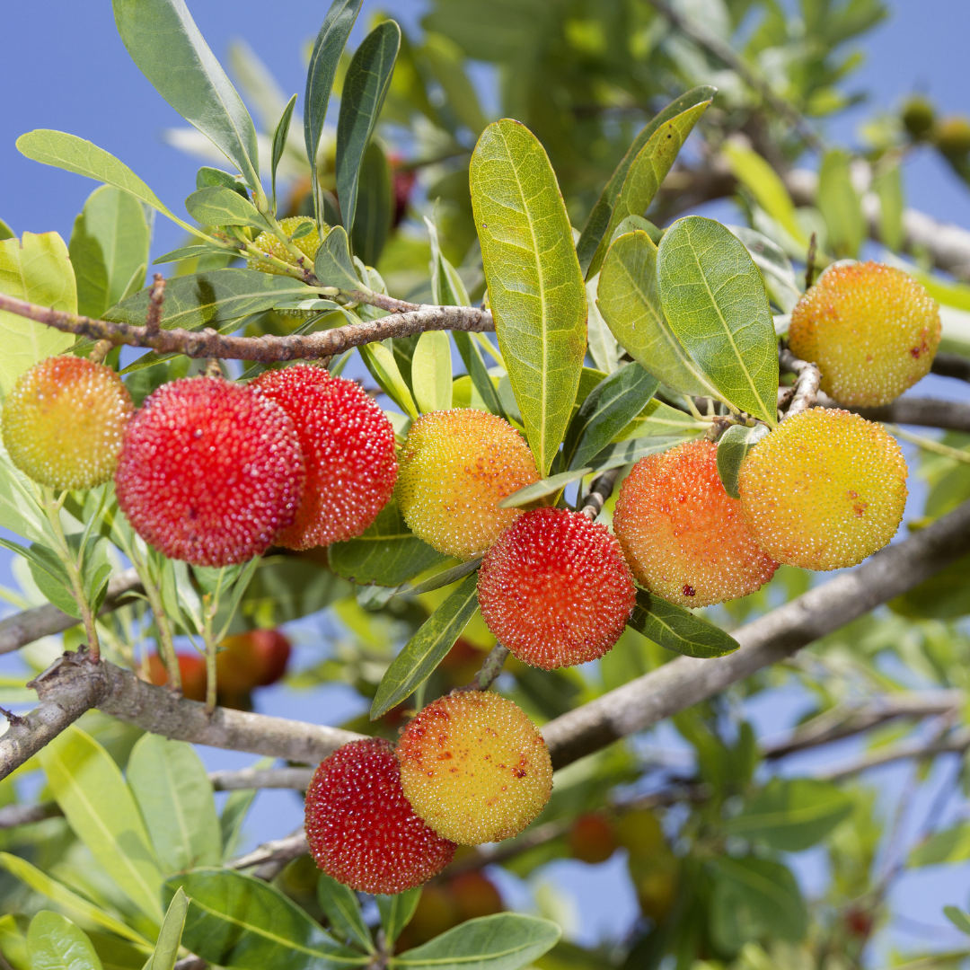 Red Bayberry