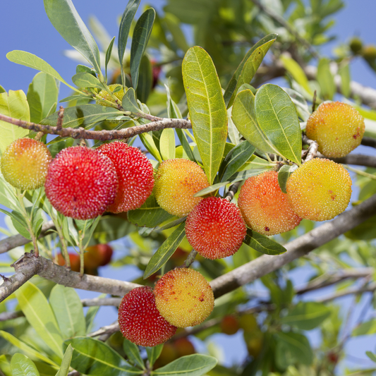 Bayberry Tree