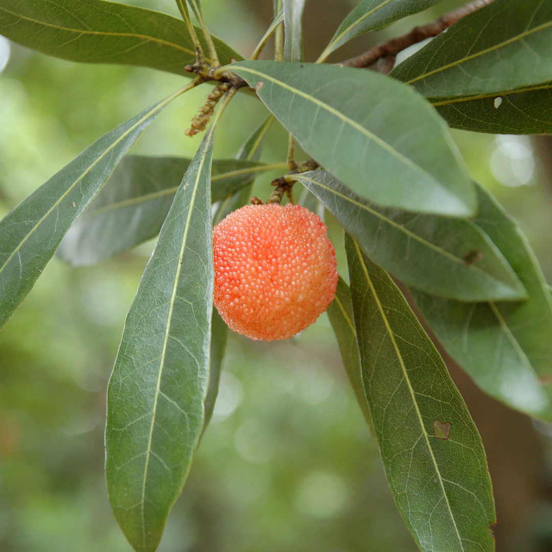 Red Bayberry