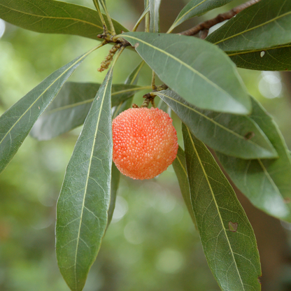 Bayberry Tree