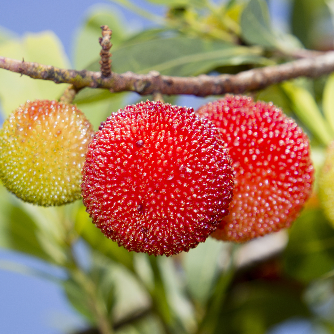 Red Bayberry