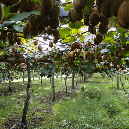 Kiwi tree