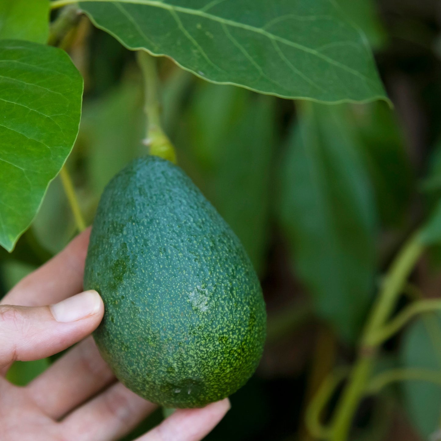 Avocado Tree-Bacon