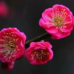 梅花树苗（大青梅、骨里红梅）
