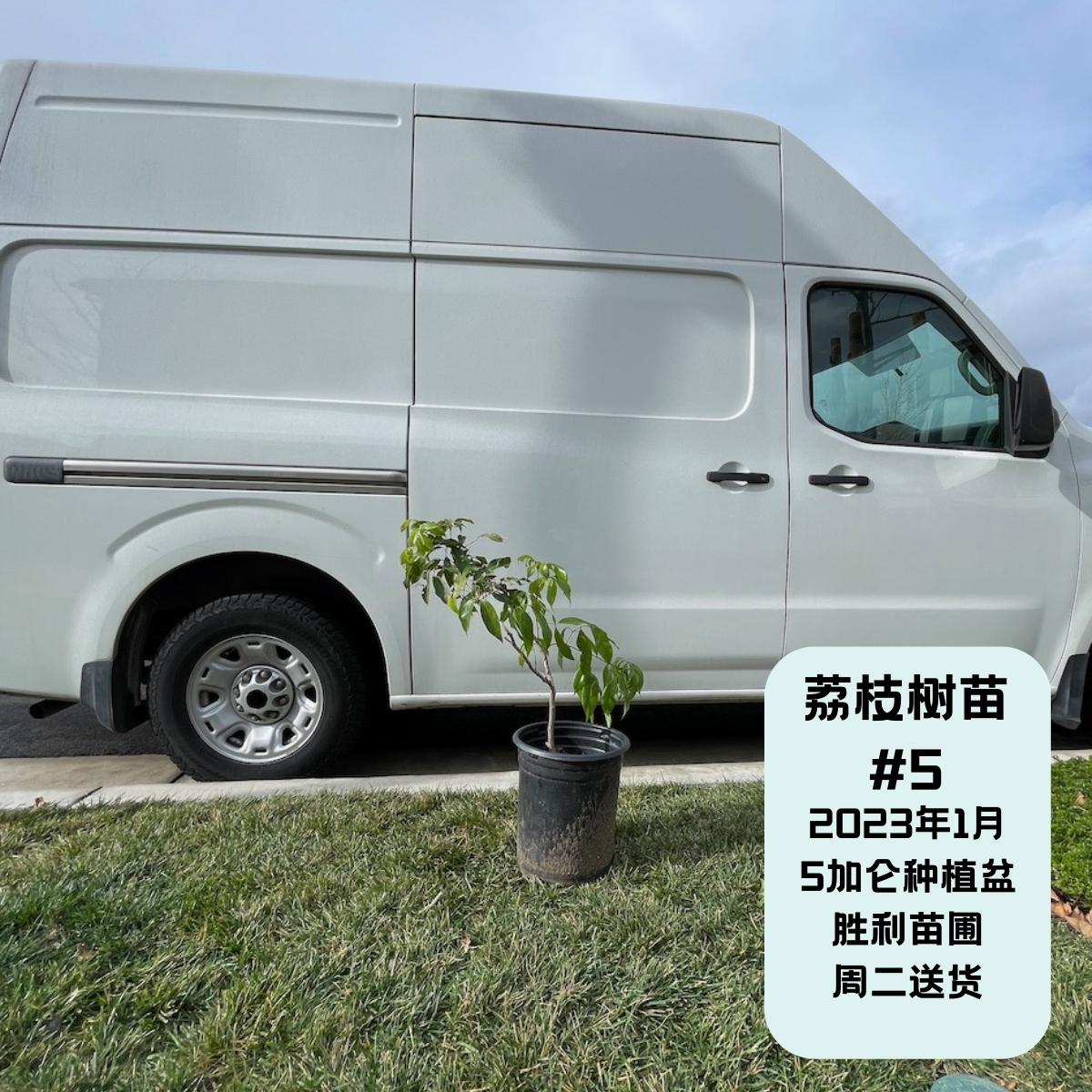 帝王荔枝