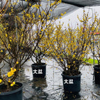 Deciduous Shrubs - Wintersweet