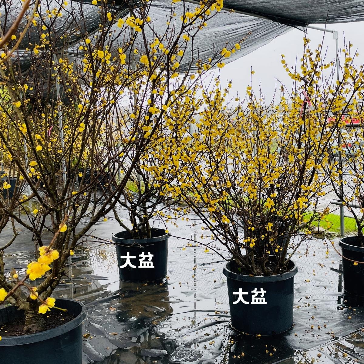 Deciduous Shrubs - Wintersweet