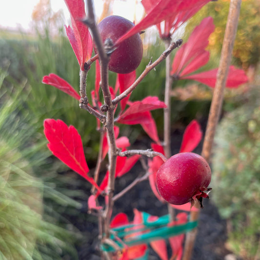 Hawthorn Tree - Chinese Red Hawthorn