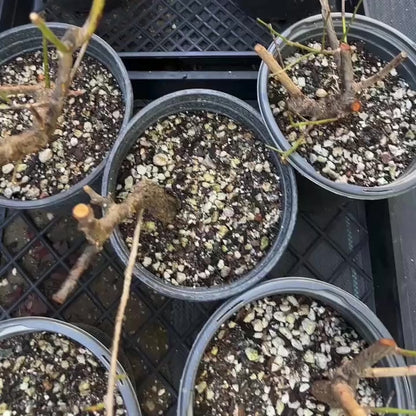 Plum tree seedlings (big green plum, bone red plum)