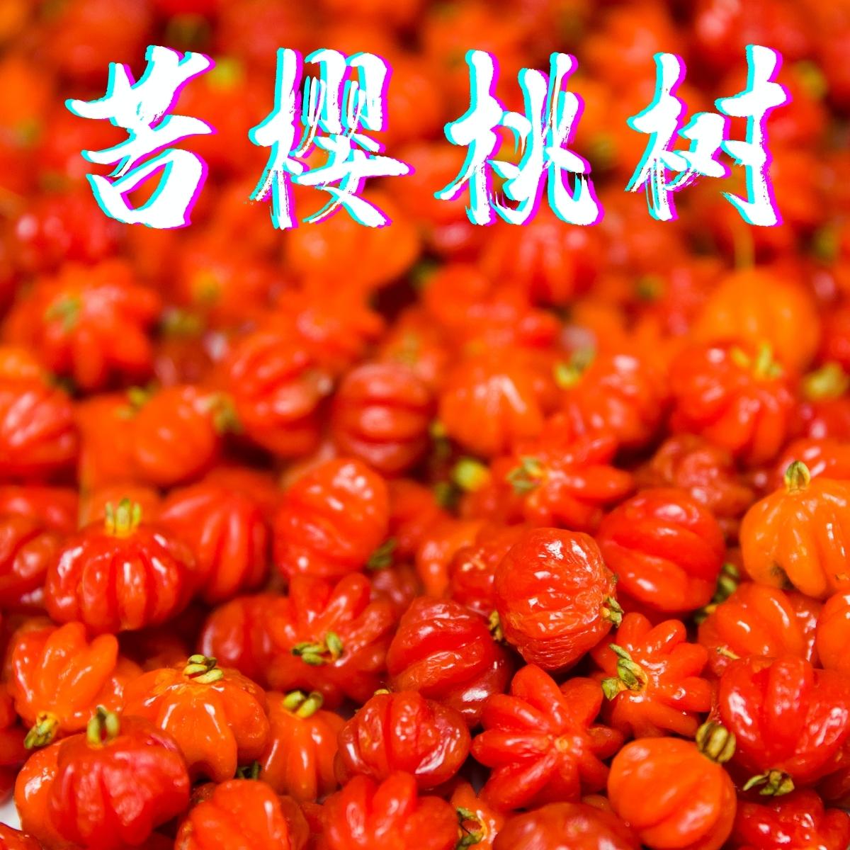 Chamba Surinman Cherry