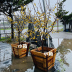Deciduous Shrubs - Wintersweet