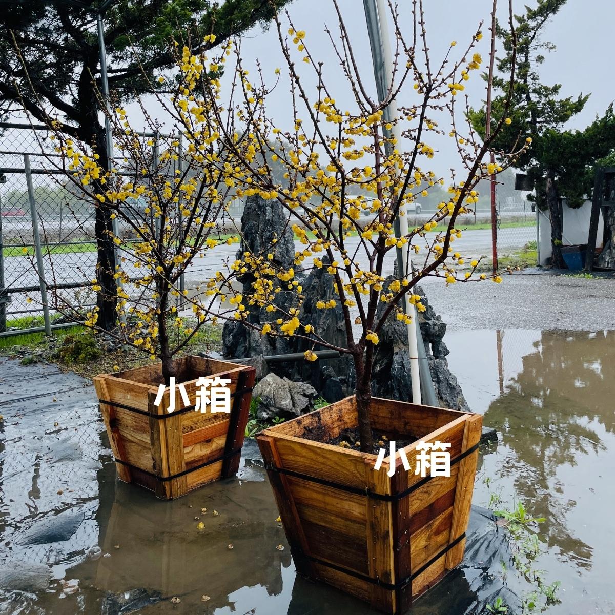 Deciduous Shrubs - Wintersweet