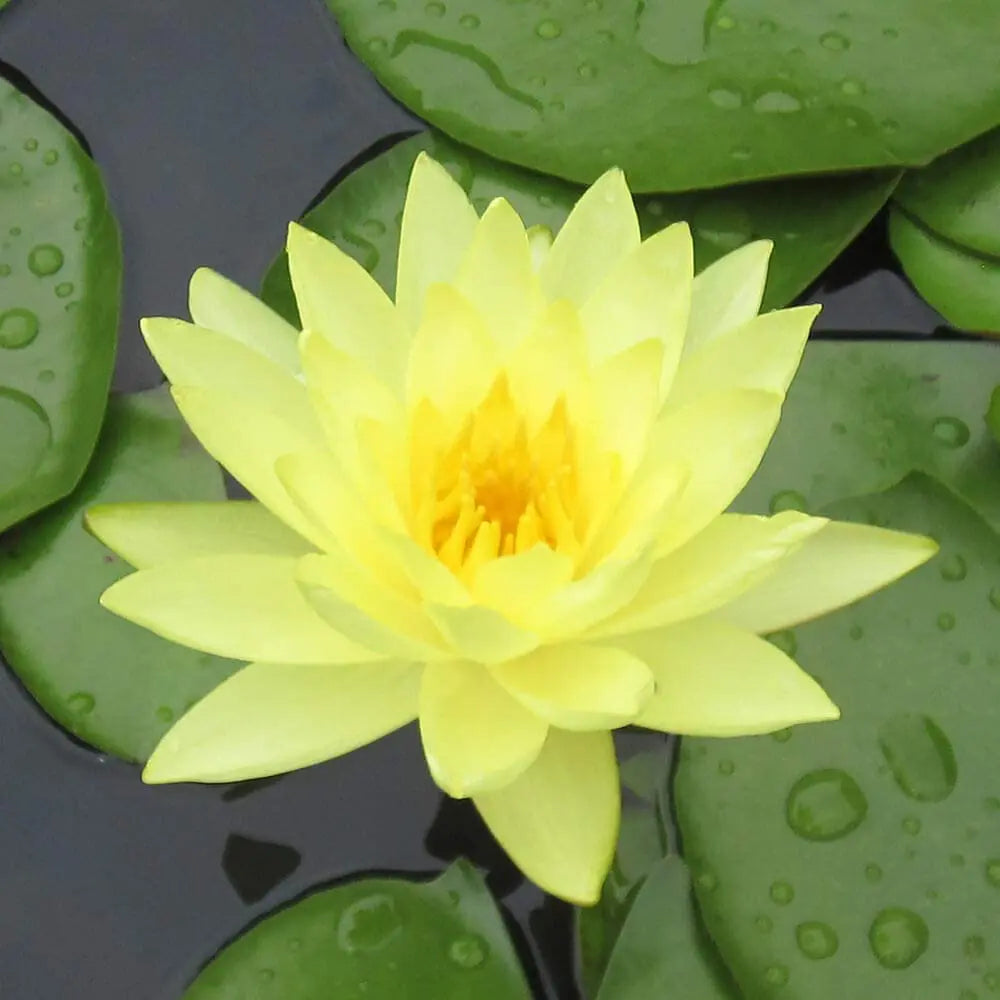 Lotus