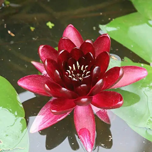 Lotus