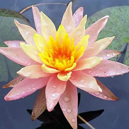 Lotus