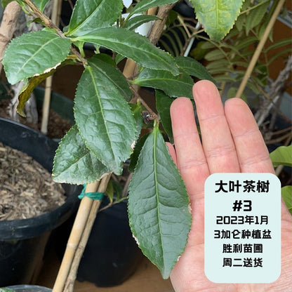 Caishu-Large Leaf Tea·Tea Tree