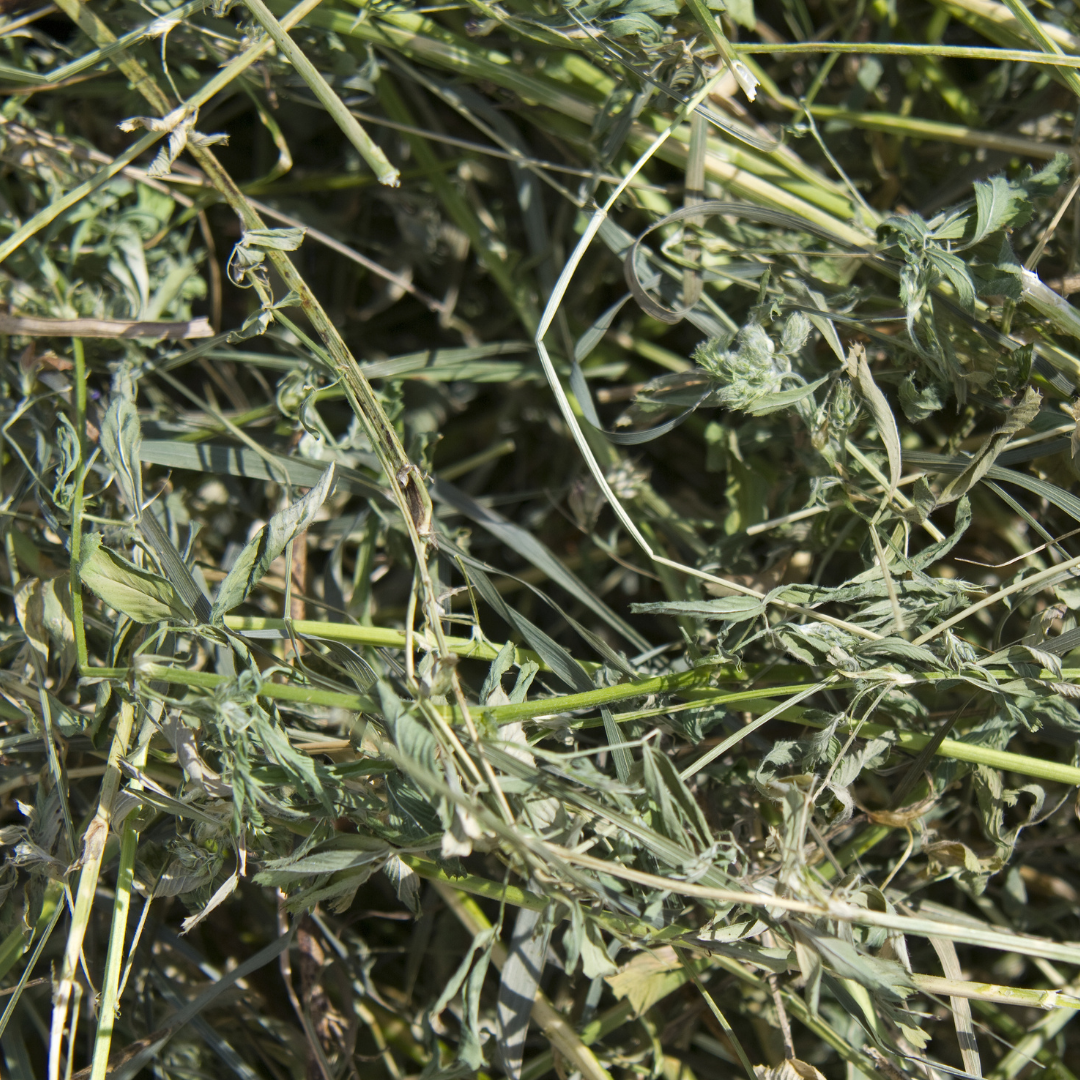 Alfalfa