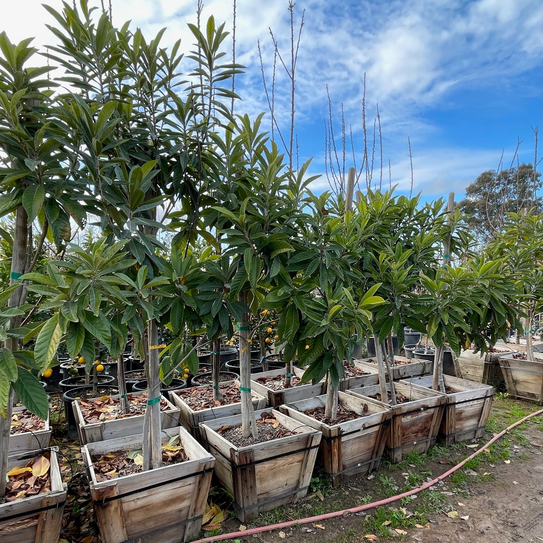 香槟枇杷 Champagne Loquat