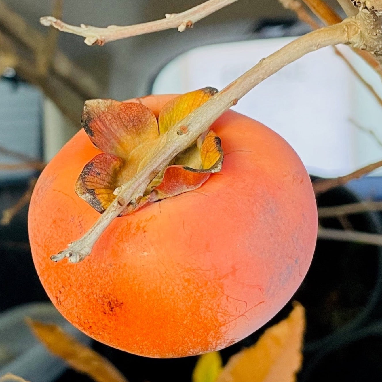 富有脆柿 Fuyu Asian Persimmon