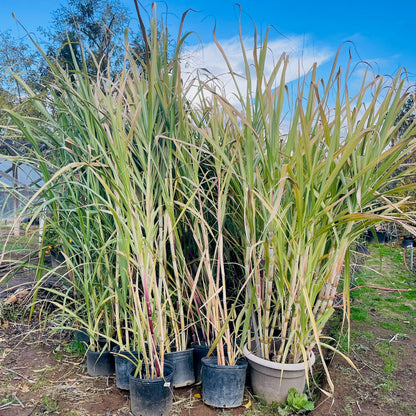 Rare Fruit Tree-Sugarcane Tree