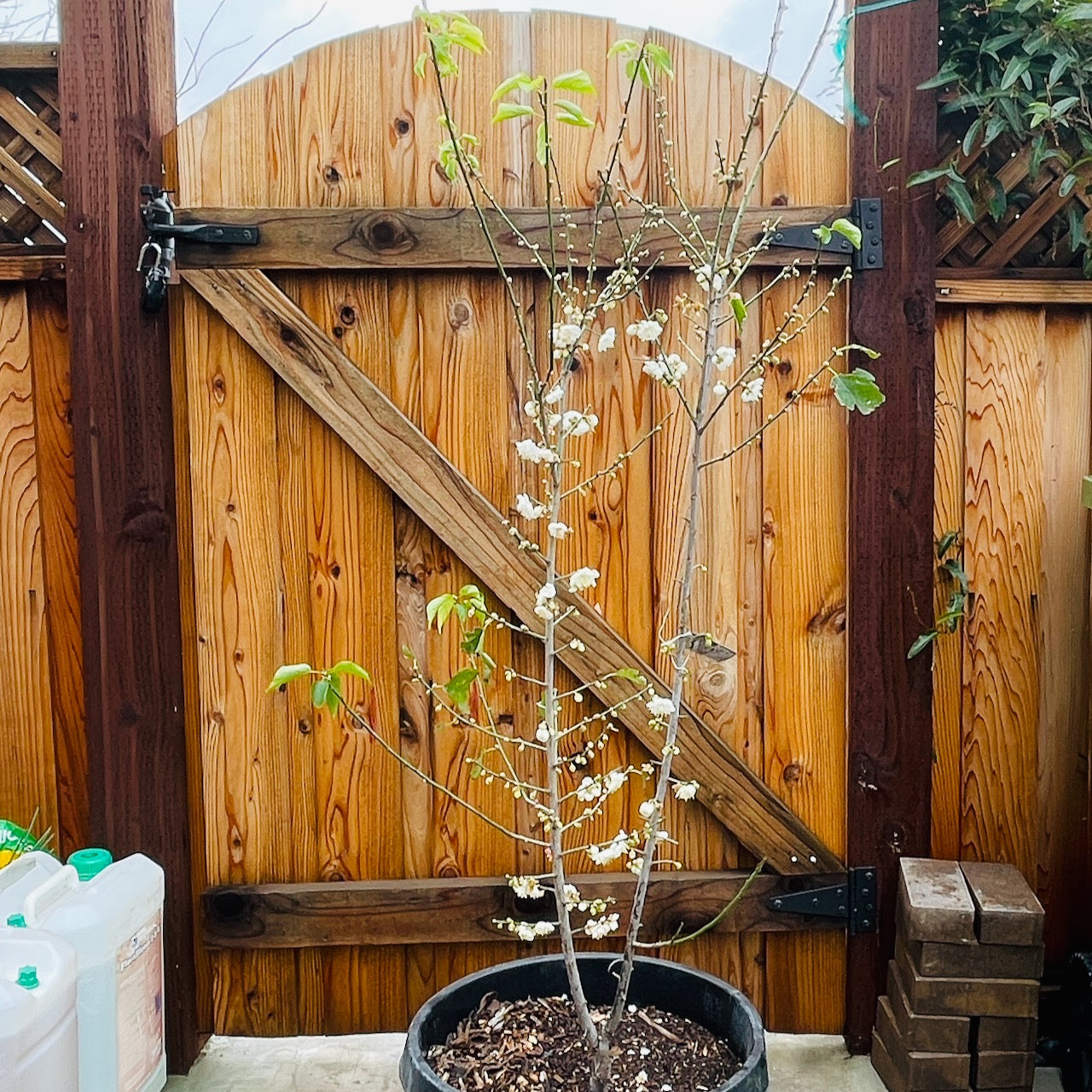 Plum tree seedlings (big green plum, bone red plum)