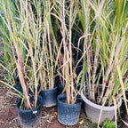 Sugarcane