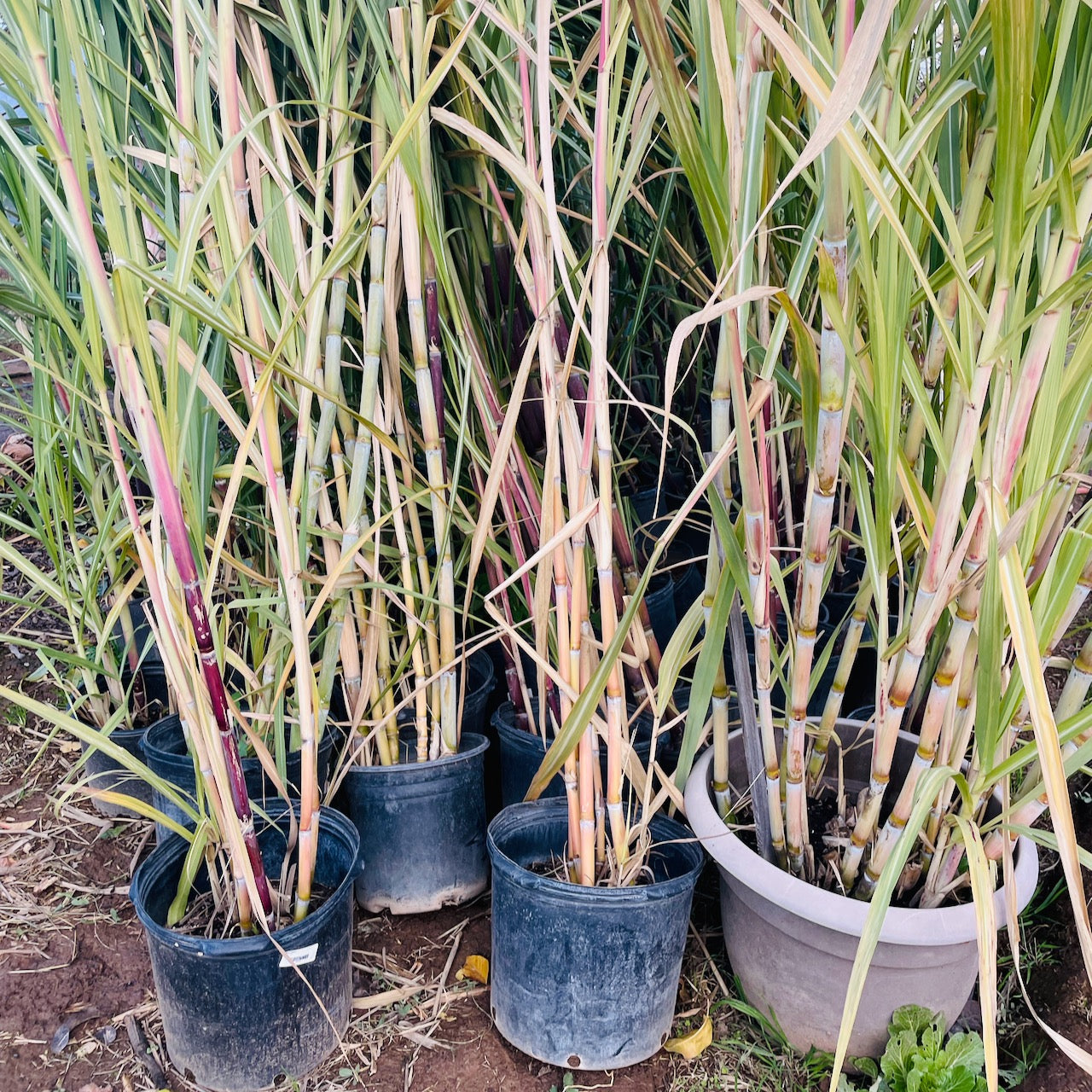 Rare Fruit Tree-Sugarcane Tree