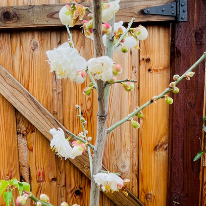 Plum tree seedlings (big green plum, bone red plum)